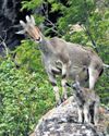 Annual Synchronised Nilgiri Tahr Survey To Begin From April 24 Annual Synchronised Nilgiri Tahr Survey To Begin From April 24