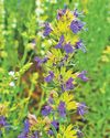 Hyssop: A herb full of fragrance Hyssop: A herb full of fragrance