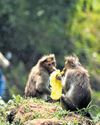 Court Imposes Blanket Ban on 28 Plastic Items in Western Ghats Court Imposes Blanket Ban on 28 Plastic Items in Western Ghats