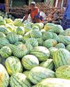 No adulteration found in watermelon test, says govt No adulteration found in watermelon test, says govt