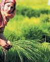 Post-tariff, Punjab Basmati cultivation may drop Post-tariff, Punjab Basmati cultivation may drop