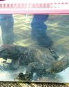 Tenkasi man trying to smuggle exotic animals detained at Malaysian airport Tenkasi man trying to smuggle exotic animals detained at Malaysian airport