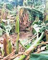 Gale Uproots 5,000 Banana Plantations in Thuraiyur