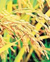 Record procurement forces C'garh to auction surplus paddy, Oppn peeved