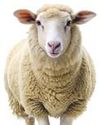 10 New Livestock and Poultry Breeds Notified, Total Number Stands at 212 10 New Livestock and Poultry Breeds Notified, Total Number Stands at 212