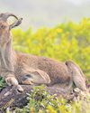 Nilgiri Tahr survey begins today, TN mulls captive breeding Nilgiri Tahr survey begins today, TN mulls captive breeding