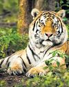 India Plans to Send 6 Royal Bengal Tigers to Cambodia After Monsoon India Plans to Send 6 Royal Bengal Tigers to Cambodia After Monsoon