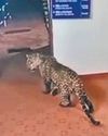 Leopard 'gatecrashes' into Naduvattam police station, cop locks himself inside Leopard 'gatecrashes' into Naduvattam police station, cop locks himself inside