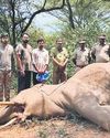 Jumbo Dies of Infection, Forest Vet Rules Out Internal Injuries Jumbo Dies of Infection, Forest Vet Rules Out Internal Injuries