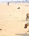State-level panel to coordinate ABC programme, keep stray dogs on leash20