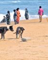 GCC Plans State-Wide Portal to Maintain Pet, Stray Dog Records14