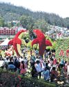 Three-day rose show begins in Ooty Three-day rose show begins in Ooty
