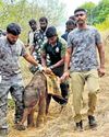 Baby elephant separated from herd shifted to camp Baby elephant separated from herd shifted to camp