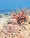 Corals resilient to heat stress, no mass bleaching this year Corals resilient to heat stress, no mass bleaching this year