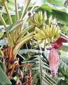 Embrace this tropical treasure