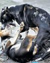 Vax, deworming for 1.8L strays from June Vax, deworming for 1.8L strays from June