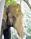 Wild Elephant Profiling to be Extended to All Forest Divisions