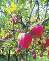 Stop import of Turkish apples, say HP growers Stop import of Turkish apples, say HP growers