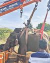 Jumbo Responding Well to Treatment: Forest Staff Jumbo Responding Well to Treatment: Forest Staff