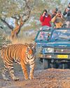 J'khand's first tiger safari in Latehar on the lines of Rajgir in Bihar soon J'khand's first tiger safari in Latehar on the lines of Rajgir in Bihar soon