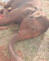 After four days of care, female jumbo dies due to suspected heart failure After four days of care, female jumbo dies due to suspected heart failure