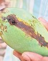 Weather May Hit Crop By Half In UP Mango Belt Weather May Hit Crop By Half In UP Mango Belt