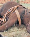 Jumbo that died in Kovai was pregnant, had trash in intestine Jumbo that died in Kovai was pregnant, had trash in intestine