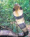 Believe it or not! 2 died 58 times of snakebites for MP govt money Believe it or not! 2 died 58 times of snakebites for MP govt money