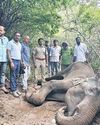 2nd Jumbo Dies at Madukkarai in a Week, Uterine Infection Suspected 2nd Jumbo Dies at Madukkarai in a Week, Uterine Infection Suspected