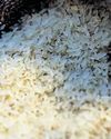 Made from Philippines: new rice variety in east India to boost output Made from Philippines: new rice variety in east India to boost output