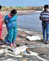 Plastic nurdles from KL shipwreck reach Kumari, experts fear for Gulf of Mannar11