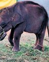 7 Days On, Efforts Continue to Reunite Elephant Calf With Mom in Sirumugai27