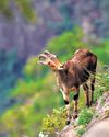 TN's Goat Project Helps 'Mountain Monarch' Retain Nilgiris Kingdom63