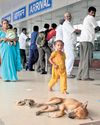 AAI joins hands with PFA to control stray dog menace at Chennai airport12