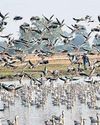 Raj Makes Mark on Bird Conservation as 2 Wetlands Get International Laurel43