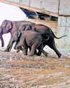 Wildlife gets a safe passage: 14-km-long underpass on Dehradun-Delhi E-way39