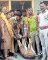 Chased by dogs, deer runs into house near Karur12