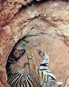 Tiger chases pet dog, falls into pit; forest officials rescue both20