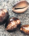 SHELLS FROM THE SEASHORE70