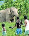 Govt to set up Centre of Excellence to mitigate man-animal conflict: Yadav32