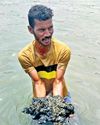 NGT seeks plan to clear wetlands off charru mussels15