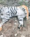 Tigress, four cubs die of suspected poisoning36