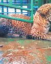 Leopard Lands in Cage Near Girl's House in Valparai11
