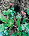 Out on expedition, Arunachal forest team discovers new flowering plant36