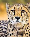 Namibian Cheetahs' First Home: Kuno Records 19% Tourist Growth in '24-'2545