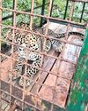 Injured Leopard Treated at Mudumalai Reserve, Released Back into Forest8