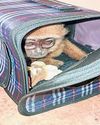 Bid to Smuggle Exotic Monkeys Foiled21