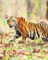 Stereotyping Wildlife Crime Must Stop78