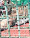Tiger That Killed Rubber Tapper Captured in Malappuram Estate31