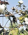 Plans afoot to legalise HtBt to double cotton production33